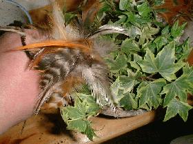 ajouter les plumes qui sont tigées pour former un petit plumeau