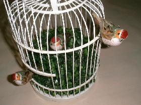fixer les oiseaux ( lesquels sont munis d'une pince )<br /> un sur le buis<br /> les 2 autres sur la cage